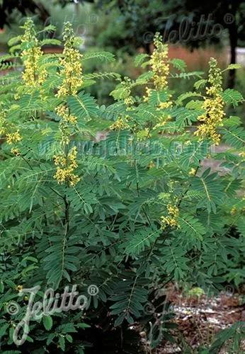 Wild Senna