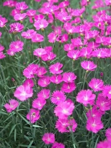 Dianthus Firewitch