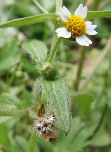 Hairy Galinsoga