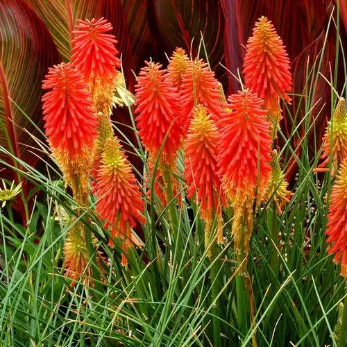 Red Hot Poker