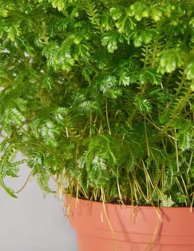 Frosty Fern