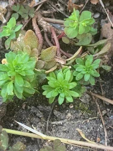 Sedum Cepaea