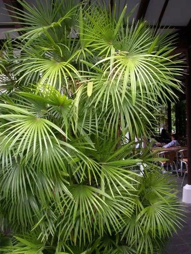 Finger Palm