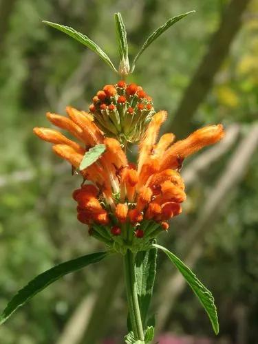 Lions Ear