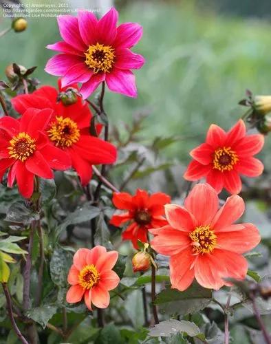 Dahlia Hybridum 'bishop's Children'