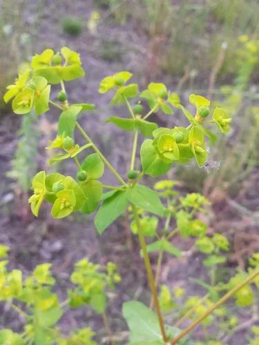 Broadleaf Spurge