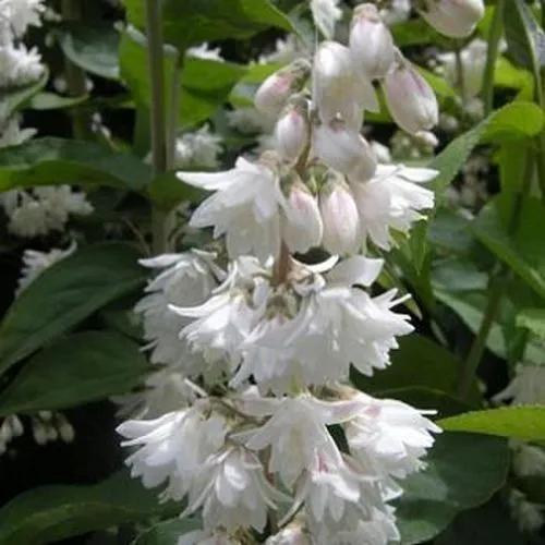 Deutzia Scabra