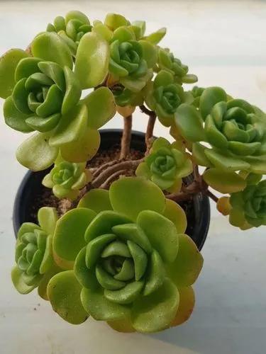 Aeonium Lily Pad