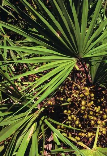 Saw Palmetto