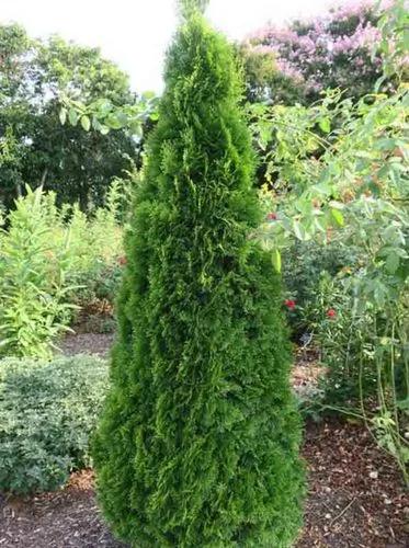 Smaragd Arborvitae