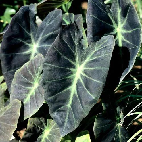 Alocasia 'mandalay'