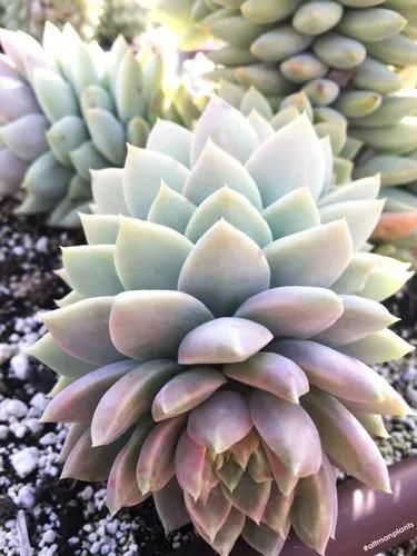 Sedeveria Lilac Mist’