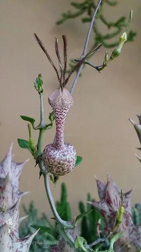 Ceropegia Aristolochioides