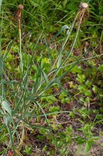 Common Salsify