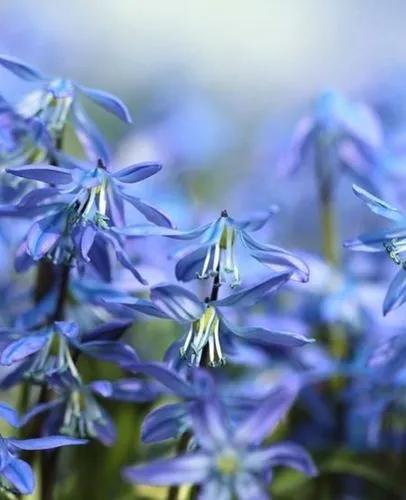 Siberian squill