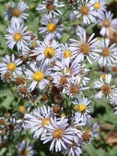 Symphyotrichum Chilense