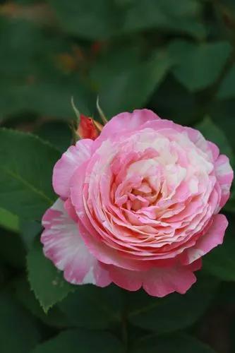 Marc Chagall Floribunda Rose