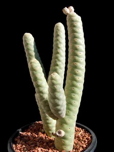 Opuntia Turpinii