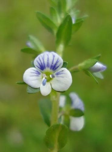 Thyme-Leaved Speedwell