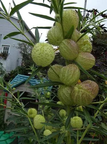 Balloon Cotton Bush