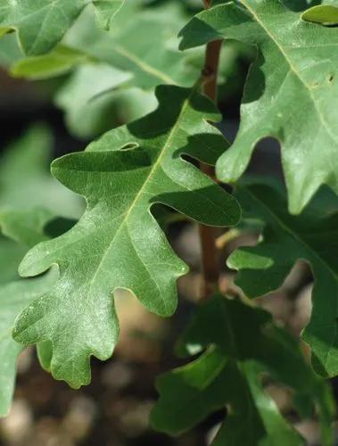 Garry Oak