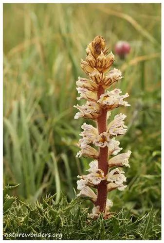 Bean Broomrape