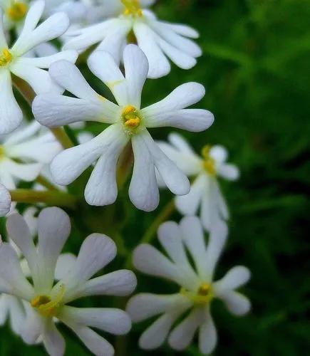 Night Phlox (midnight Candy)