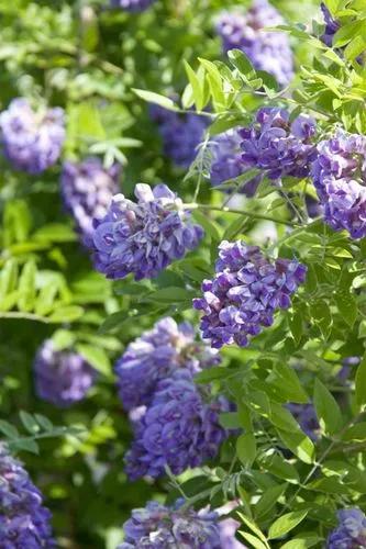 Amethyst Falls Wisteria