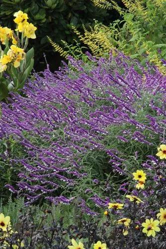 Mexican Bush Sage