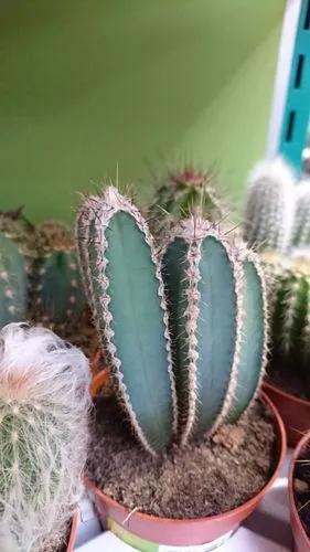 Cereus Validus