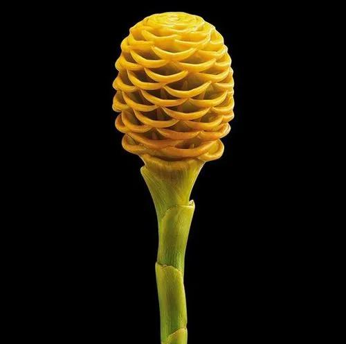 Zingiber Spectabile