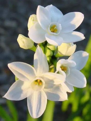 Bunchflower Daffodil