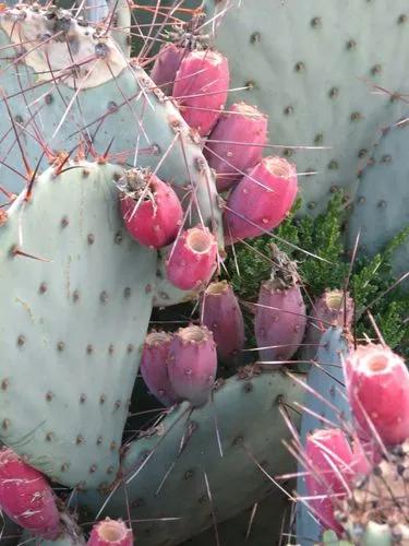 Martin's Blunt-spine Prickly-pear