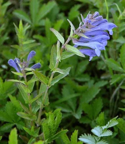 Coralroot