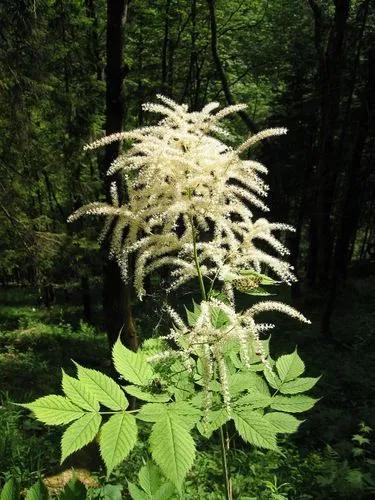 Aruncus_dioicus