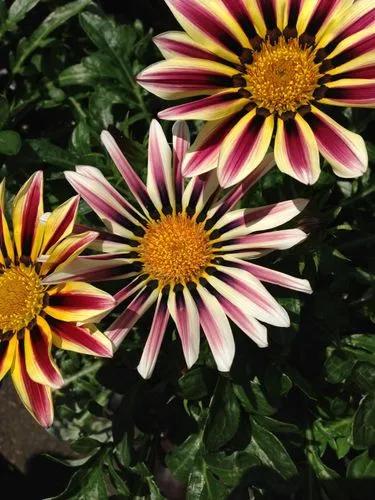 African Daisy