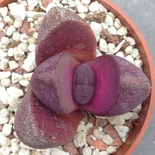 Pleiospilos Nelii Royal Flush