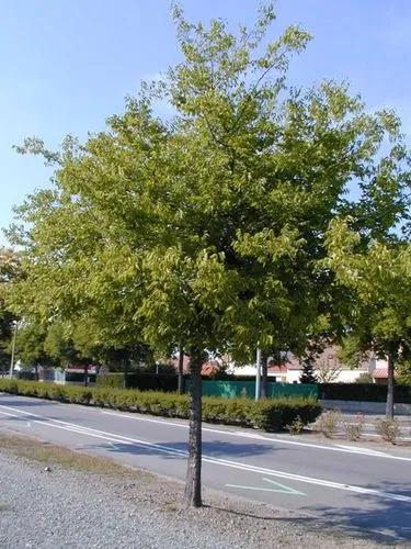 European hackberry