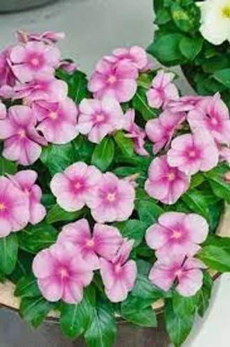 Icy Pink Vinca