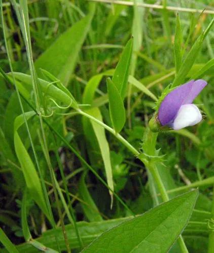 Bithynian Vetch