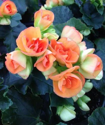 Begonia Elatior