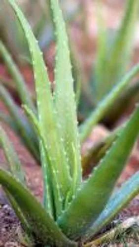 Hardy Aloe