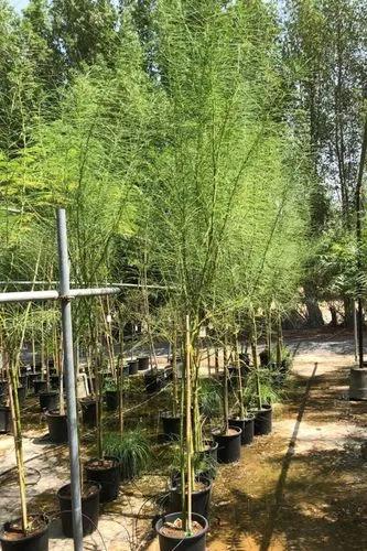 Mexican Palo Verde