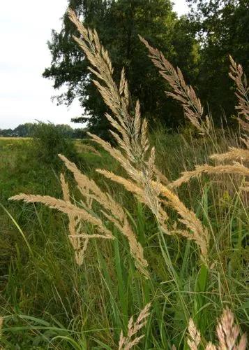 Calamagrostis Epigejos