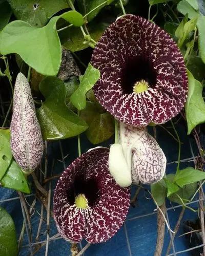 Aristolochia Fontanesii