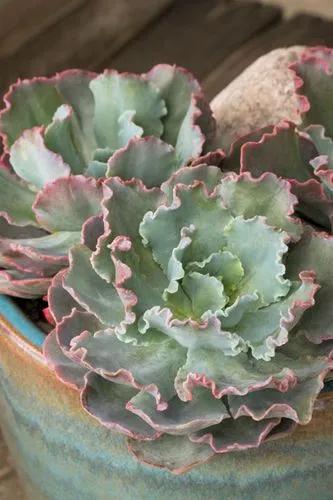 Ruffled Echeveria