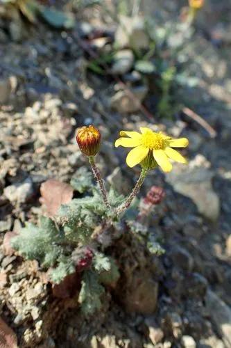 Coastal Ragwort