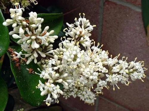 Korean Privet