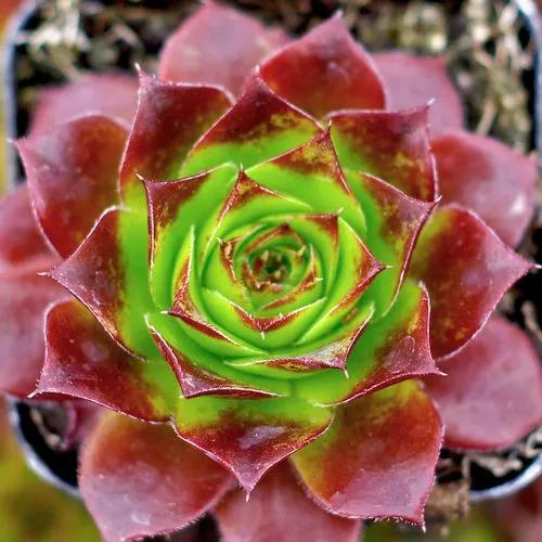 Sempervivum Heuffelii Jowan