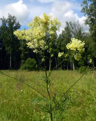 Thalictrum Lucidum